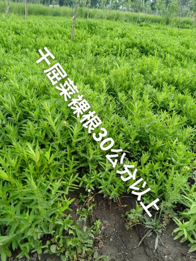 荷香千屈菜大量批发绿化工程用苗