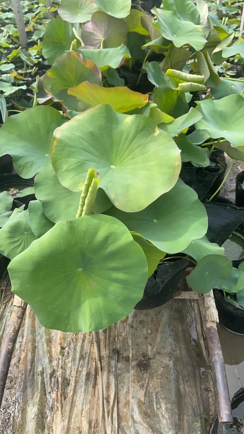 供应荷花苗盆栽荷花品种苗大量供应园林绿化工程用苗