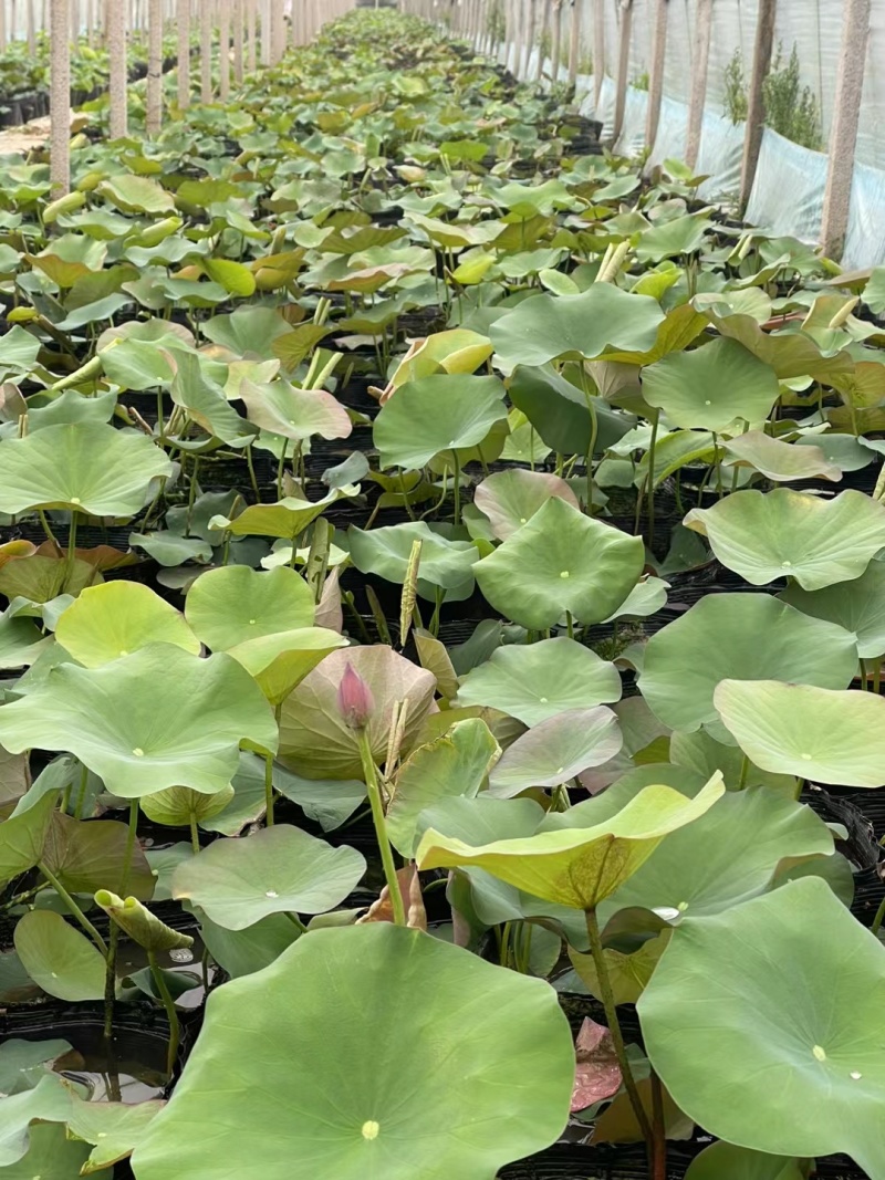 供应荷花苗盆栽荷花品种苗大量供应园林绿化工程用苗