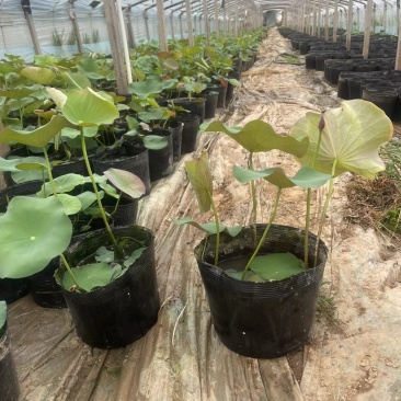 供应荷花苗盆栽荷花品种苗大量供应园林绿化工程用苗