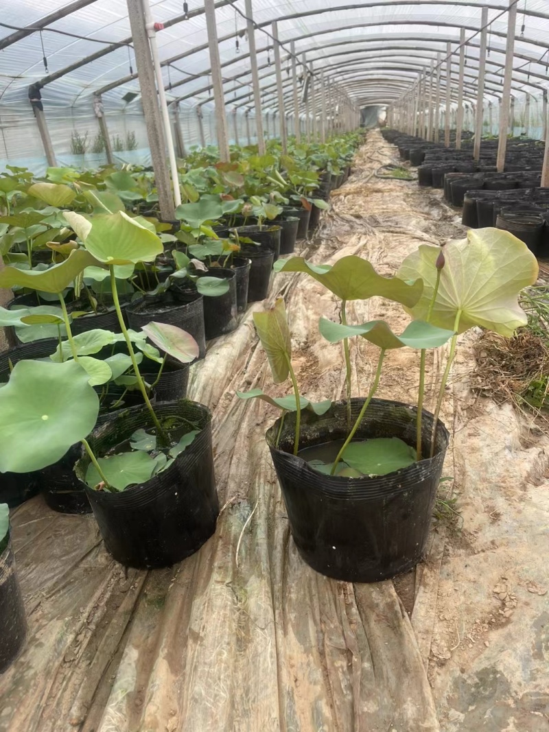 供应荷花苗盆栽荷花品种苗大量供应园林绿化工程用苗