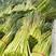 山东沂蒙山红帽蒜苔大量有货八十万斤紧急处，质量好价格优。
