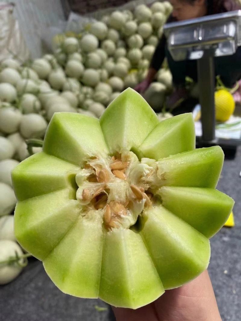 《玉菇甜瓜》冰淇淋甜瓜大量上市甜度高口感好量大从优