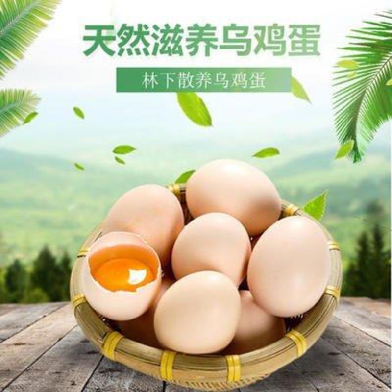 江西百凤村原种泰和乌鸡蛋/常年供应品质保障/全国包邮