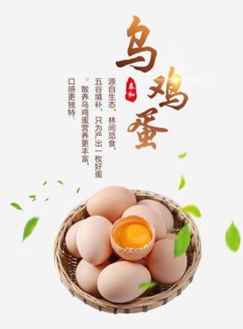 江西百凤村原种泰和乌鸡蛋/常年供应品质保障/全国包邮