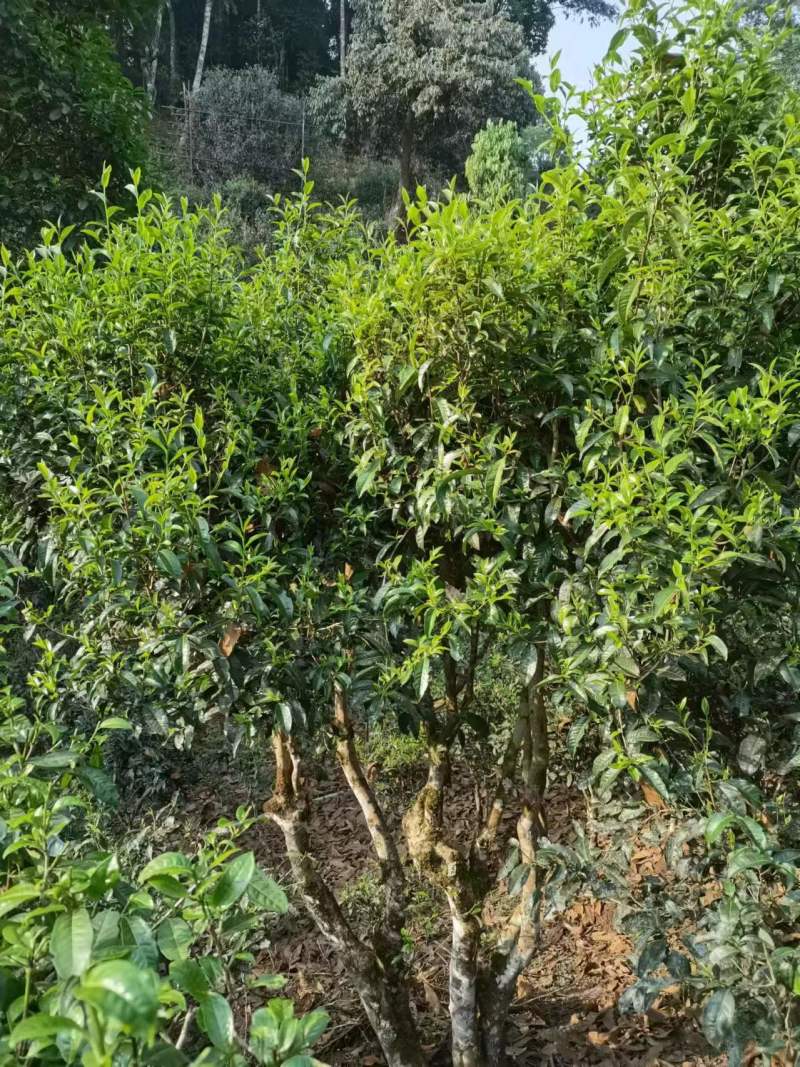 云南省澜沧县景迈山古树普洱生茶
