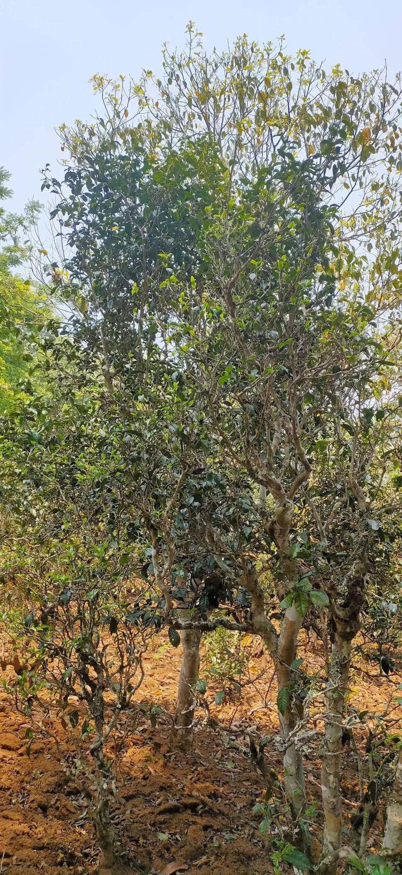 云南省澜沧县景迈山古树普洱生茶
