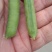 优质豌豆荚