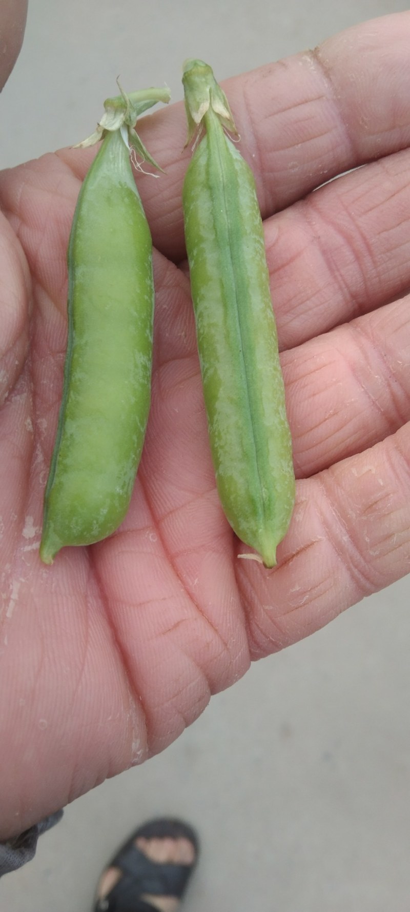 优质豌豆荚