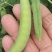 优质豌豆荚