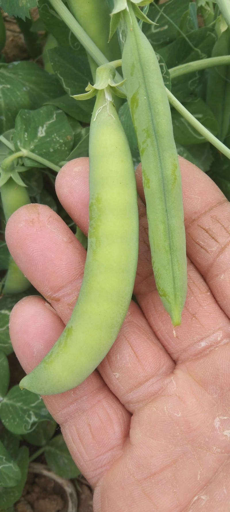 优质豌豆荚