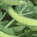 优质豌豆荚