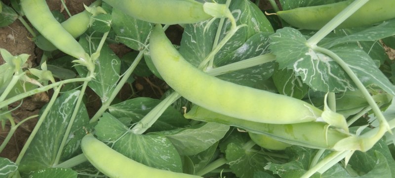 优质豌豆荚