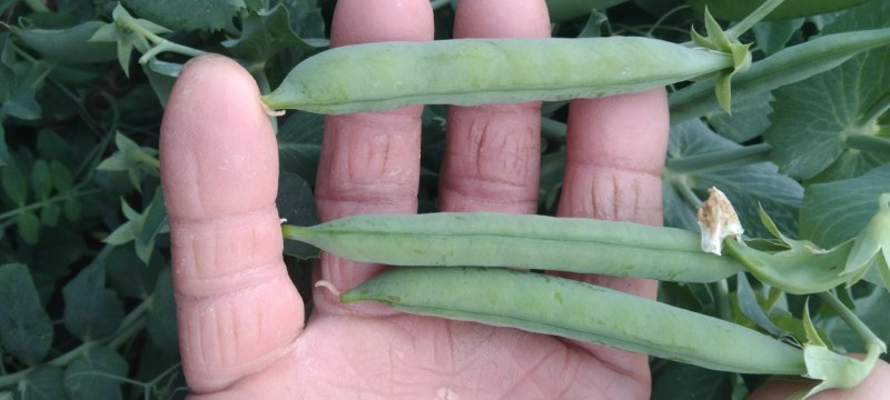 优质豌豆荚