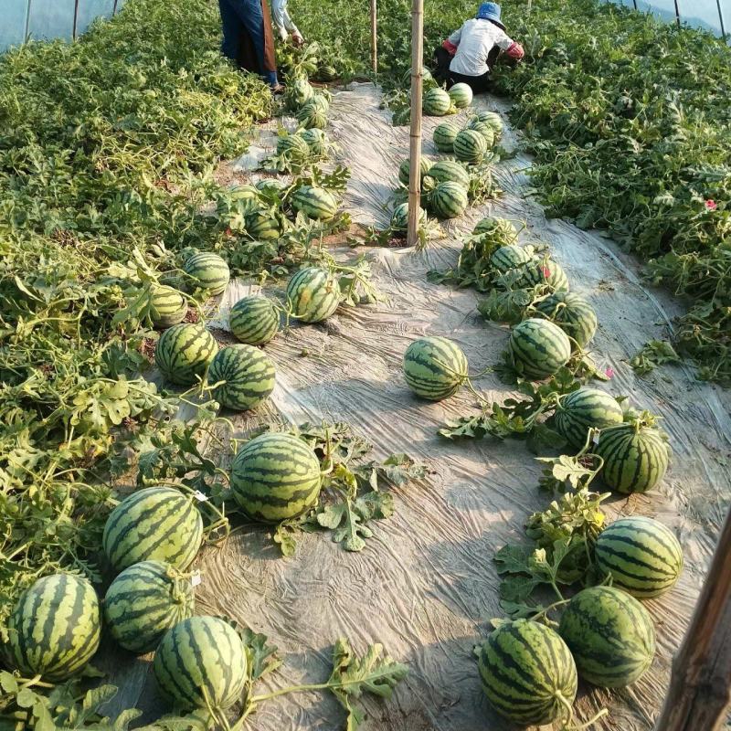 《精选》8424西瓜江苏西瓜大量上市包熟包甜现摘现发