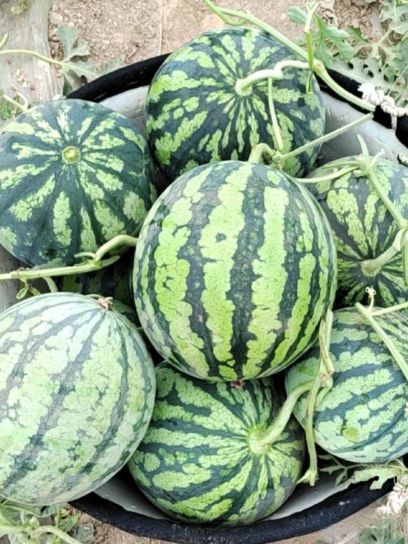 《精选》8424西瓜江苏西瓜大量上市包熟包甜现摘现发