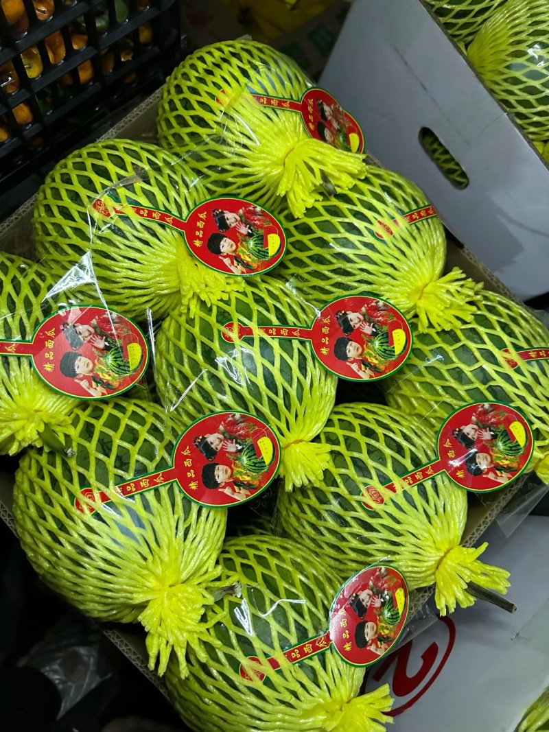 《精选》特小凤西瓜大量上市个头均匀量大从优全国代发