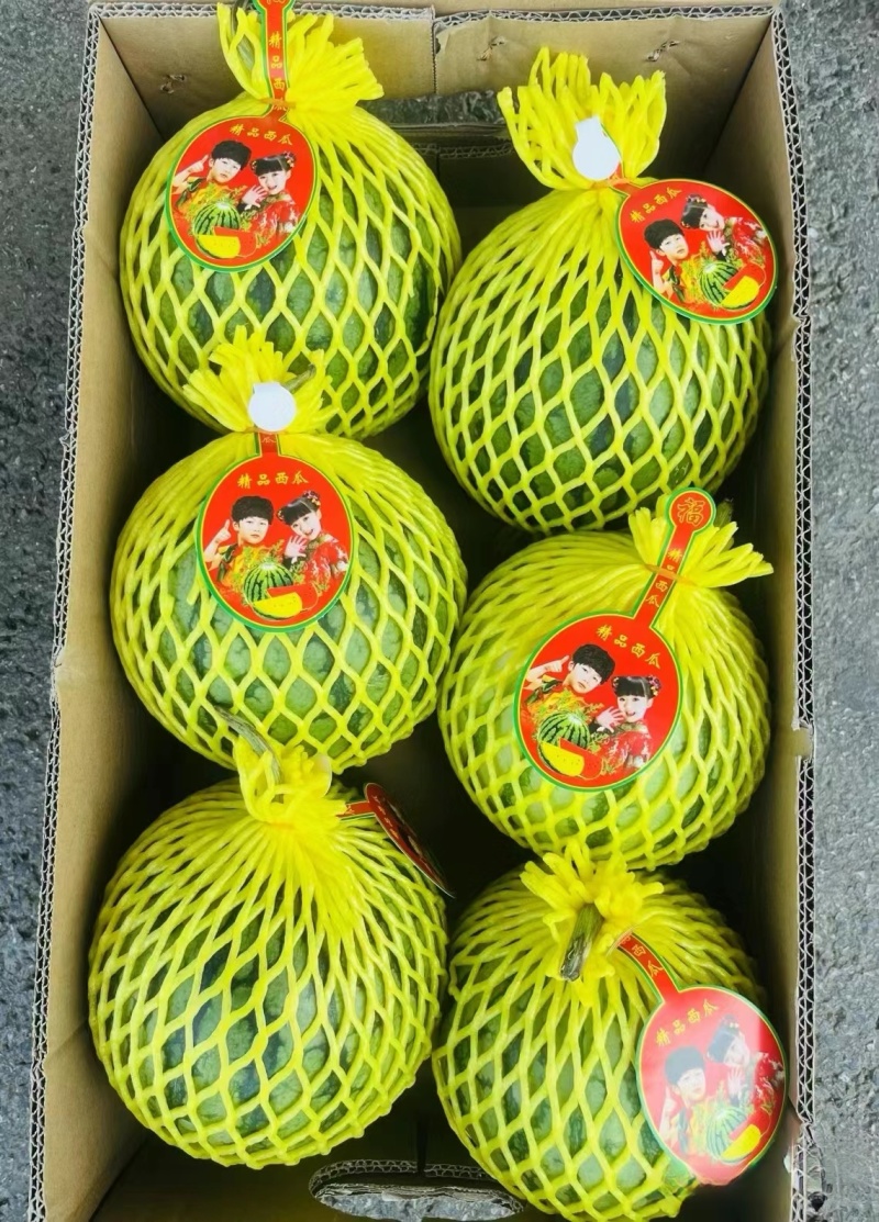 《精选》特小凤西瓜大量上市个头均匀量大从优全国代发