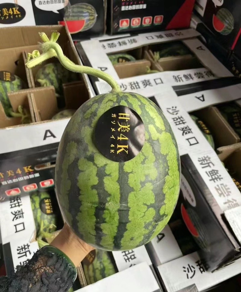《精选》精品甘美4K西瓜江苏西瓜口感好糖度高视频看货