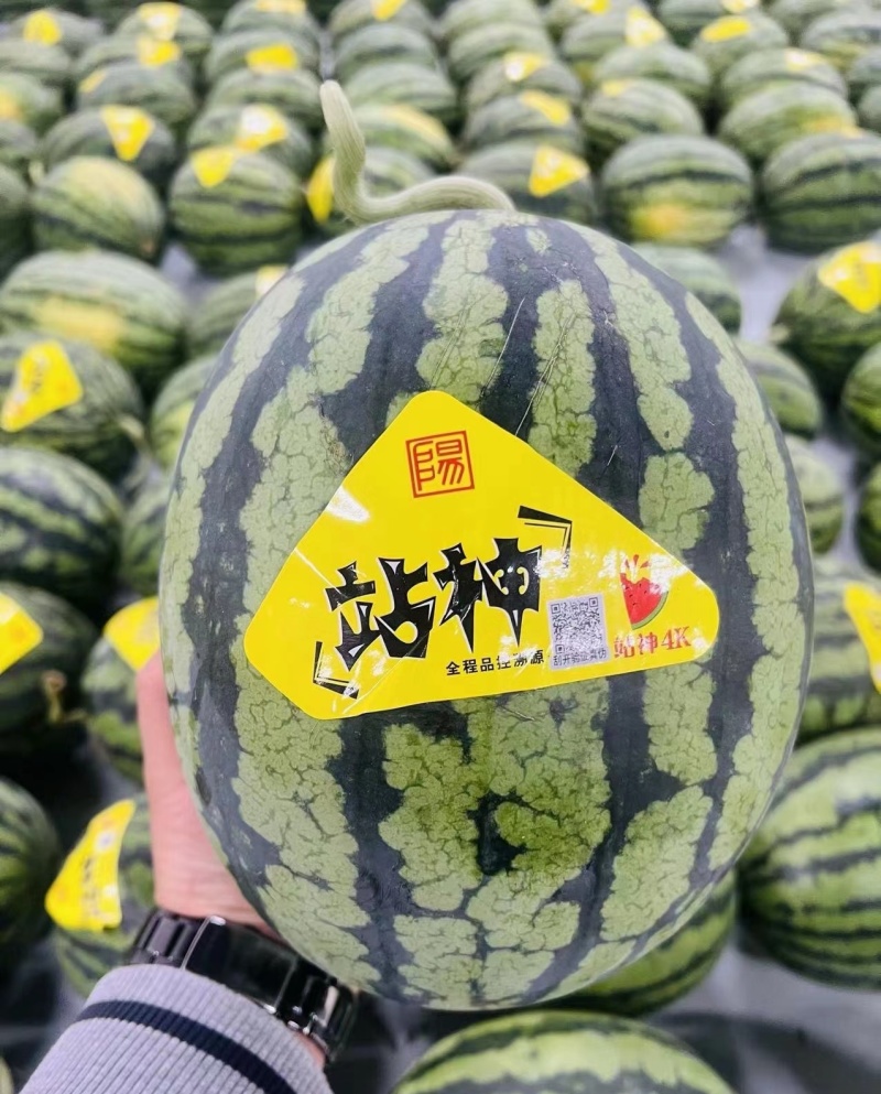 《精选》精品甘美4K西瓜江苏西瓜口感好糖度高视频看货