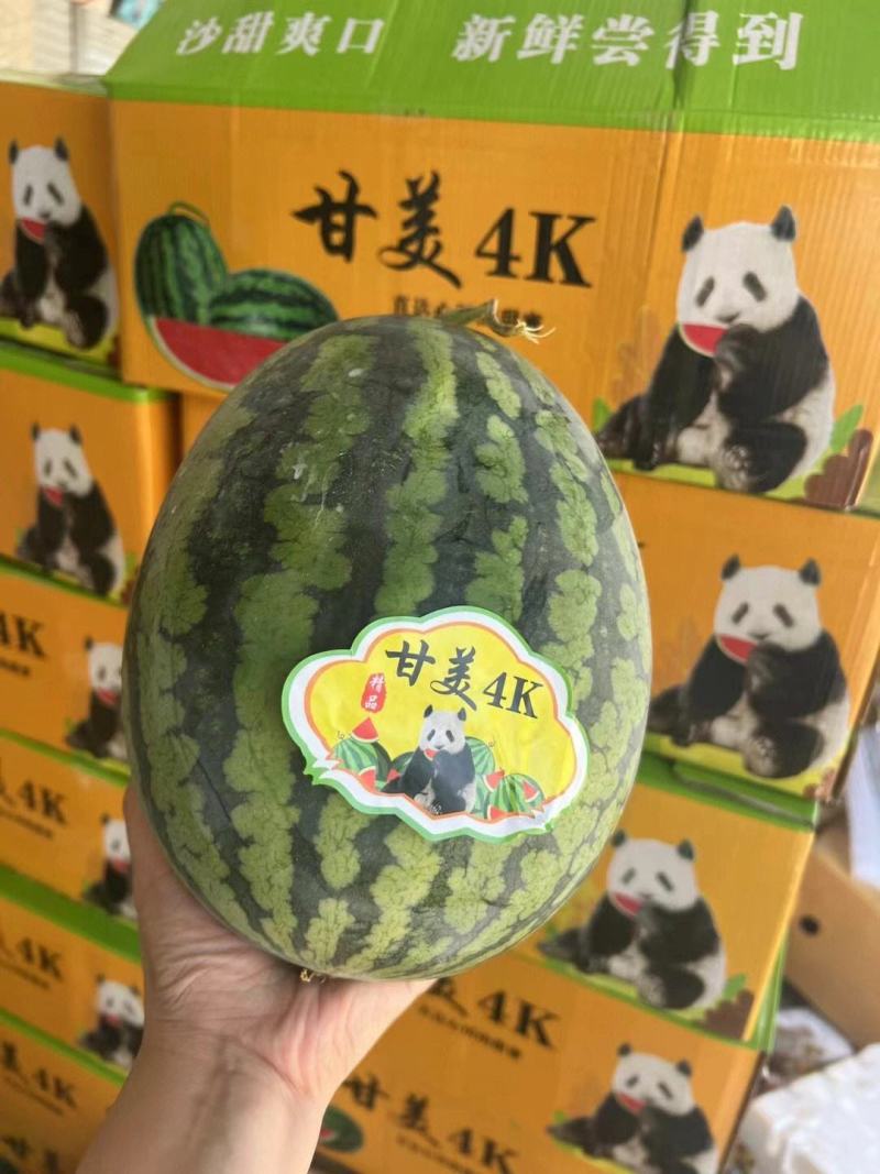 《精选》精品甘美4K西瓜江苏西瓜口感好糖度高视频看货