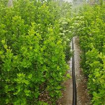 优质北海道黄杨篱笆苗独杆，丛生规格有扦插小苗工程苗1-3