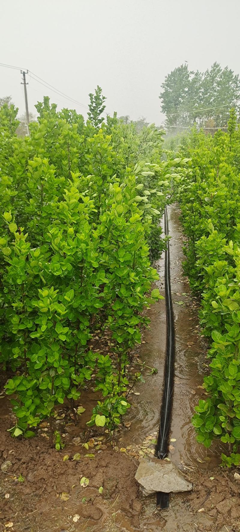 优质北海道黄杨篱笆苗独杆，丛生规格有扦插小苗工程苗1-3