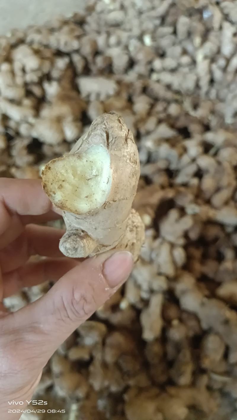 老姜头老姜产地直供一手货源质量保证欢迎老新老客户联系