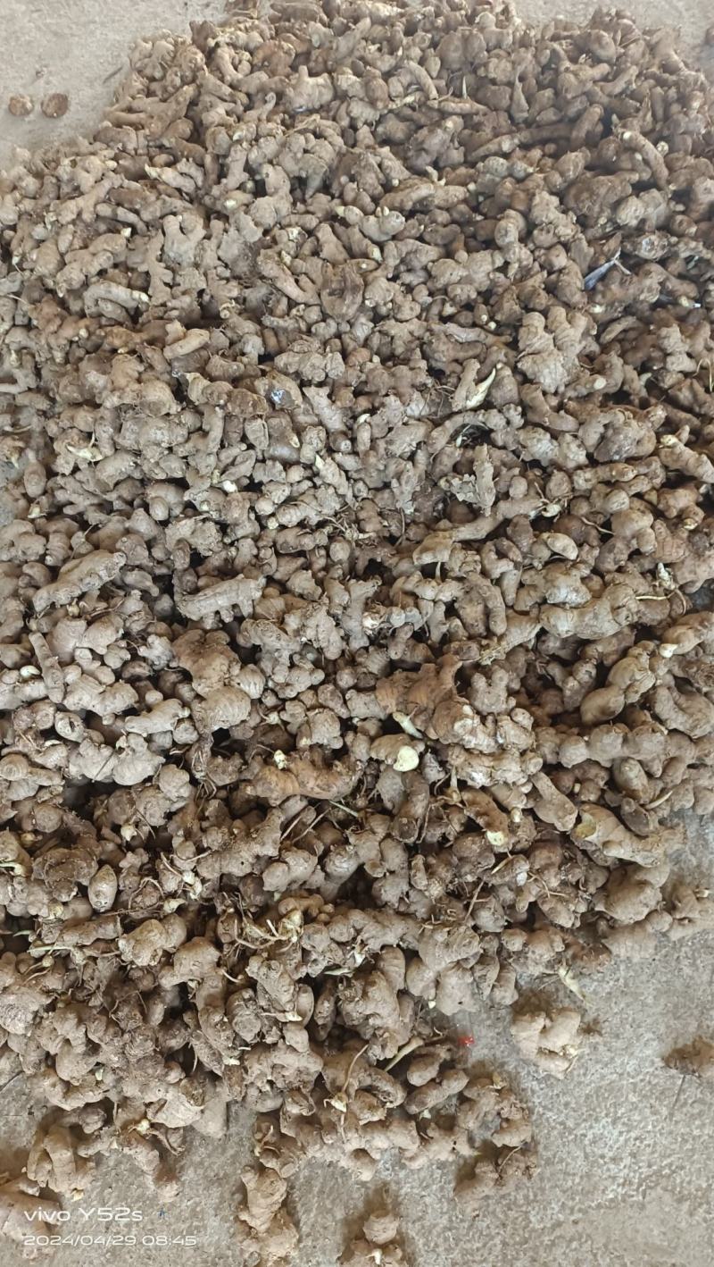 老姜头老姜产地直供一手货源质量保证欢迎老新老客户联系