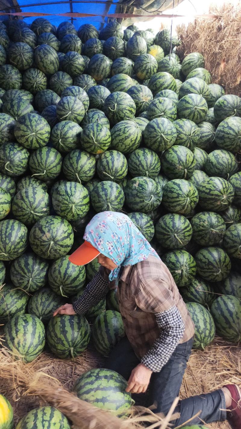 甜王西瓜，支持电商货市广西南宁市西瓜大量上市，货源稳定。