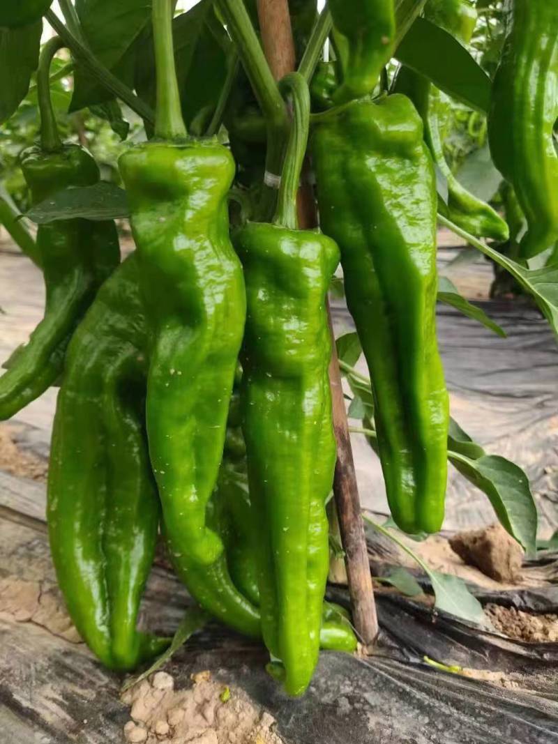 辣椒苗牛角椒