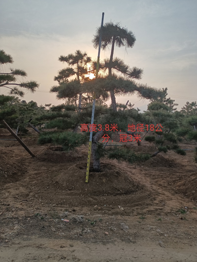 对节白蜡造型树，树型优美，存货量大，规格齐全