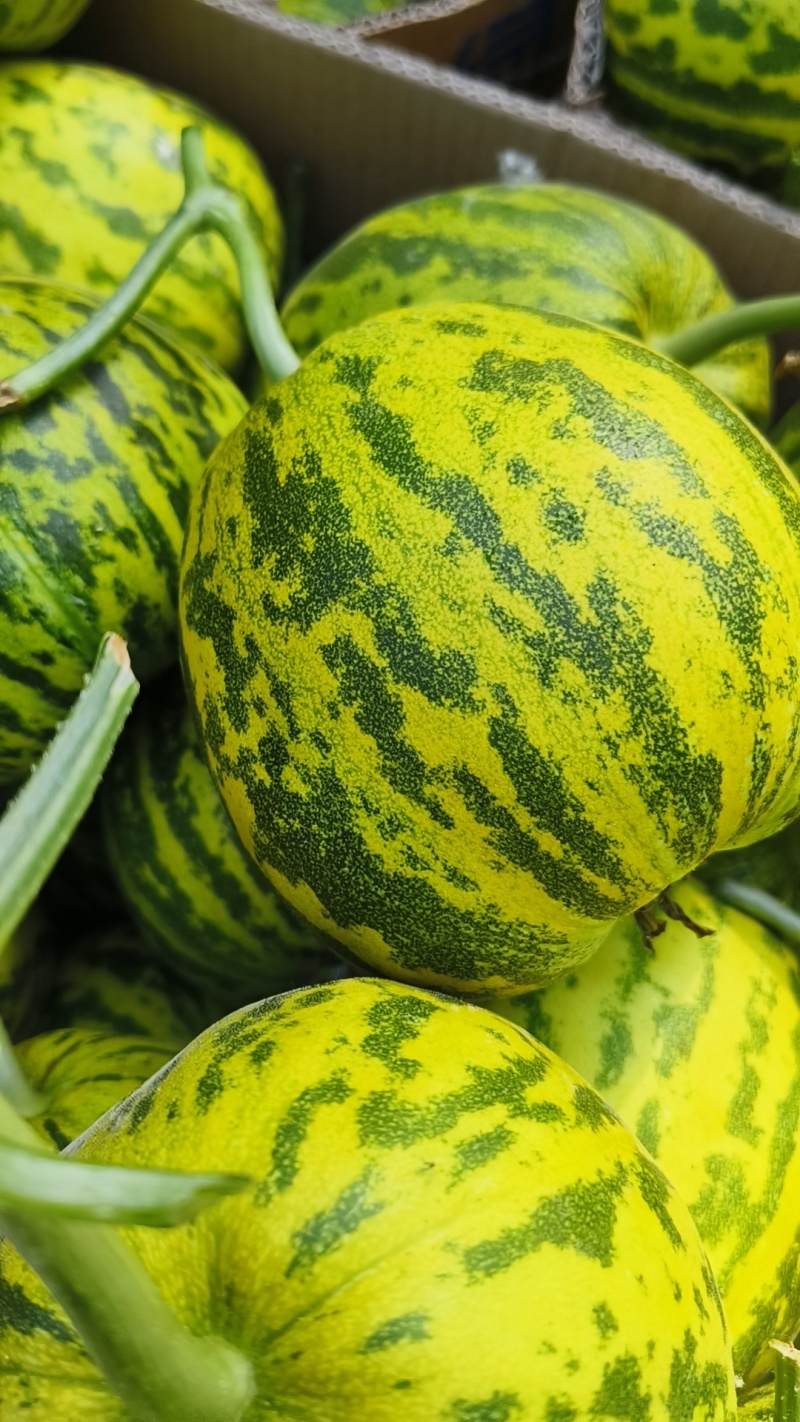 【热销】花蕾甜瓜清脆香甜，基地直供欢迎致电