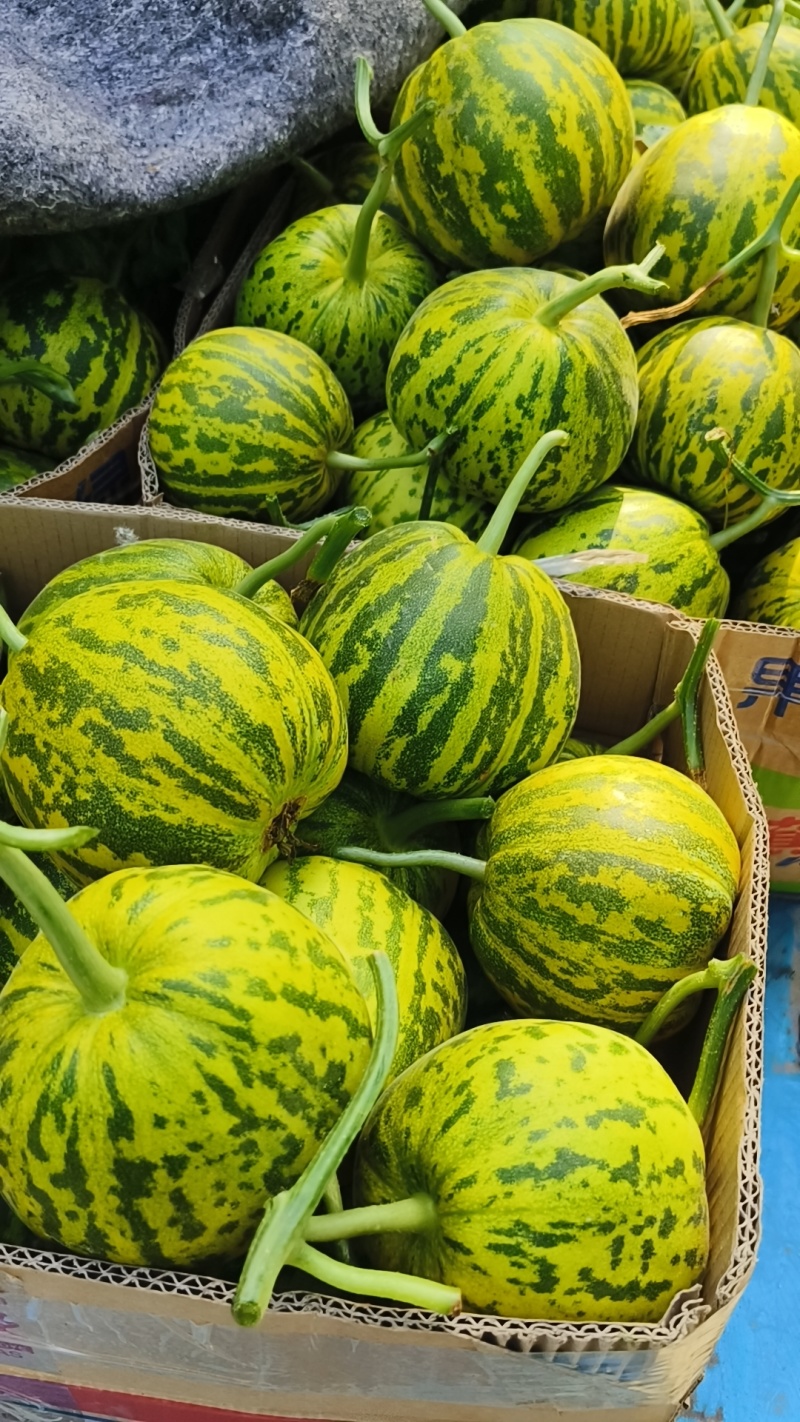 【热销】花蕾甜瓜清脆香甜，基地直供欢迎致电