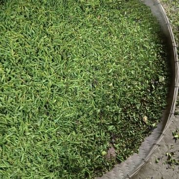 信阳毛尖口粮茶