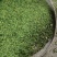 信阳毛尖口粮茶
