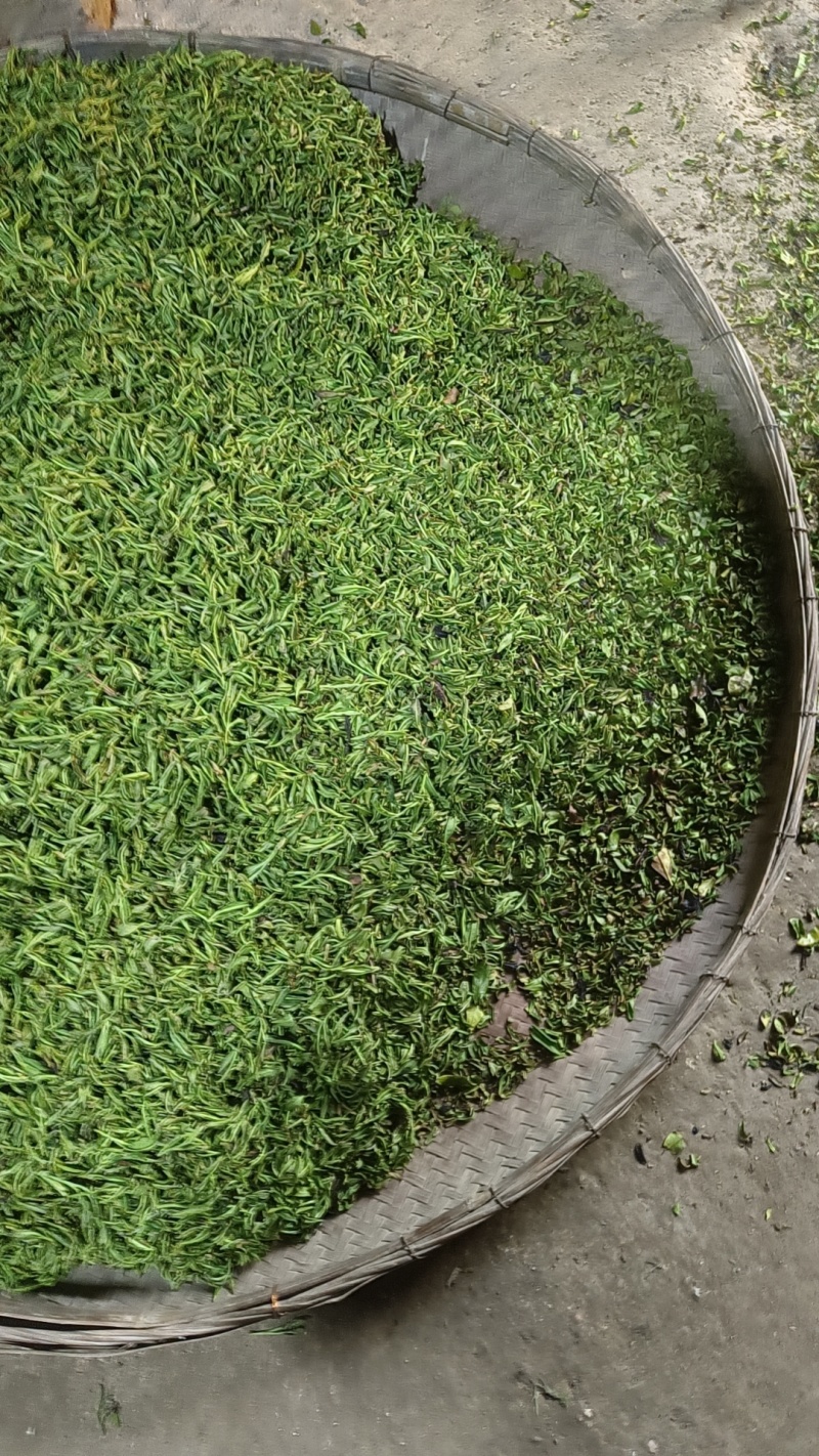 信阳毛尖口粮茶