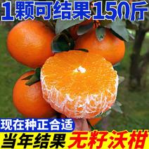 正品嫁接广西沃柑树苗091无核沃柑橘子苗盆栽现货