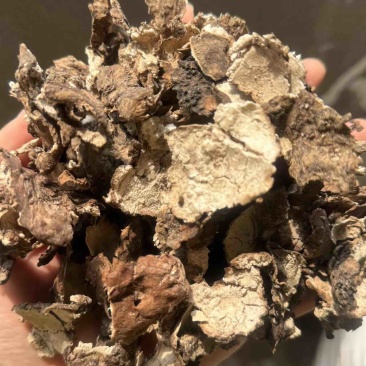 茯苓皮过筛货实拍无杂质茯苓皮