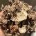 茯苓皮过筛货实拍无杂质茯苓皮
