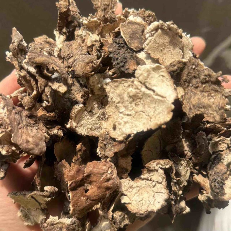 茯苓皮过筛货实拍无杂质茯苓皮