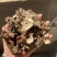茯苓皮过筛货实拍无杂质茯苓皮