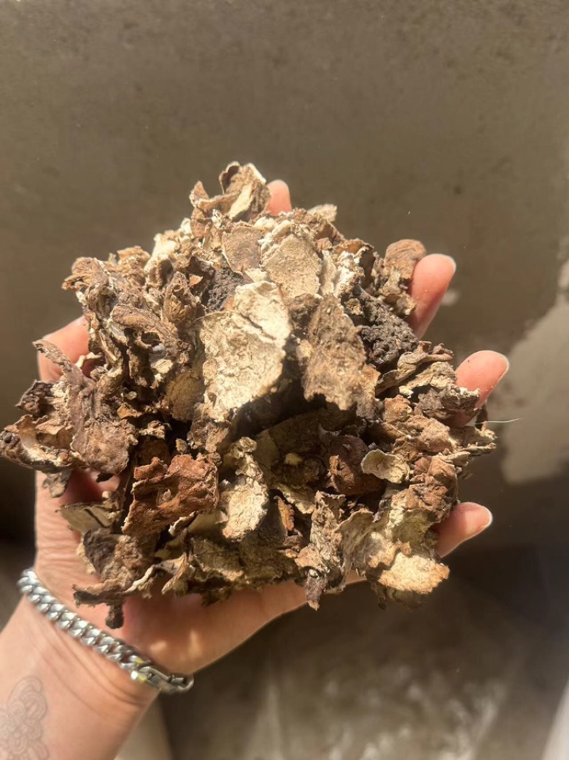 茯苓皮过筛货实拍无杂质茯苓皮