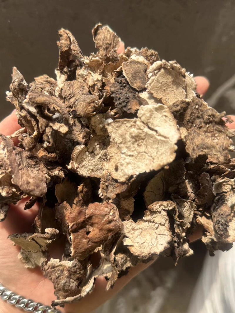 茯苓皮过筛货实拍无杂质茯苓皮