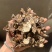 茯苓皮过筛货实拍无杂质茯苓皮