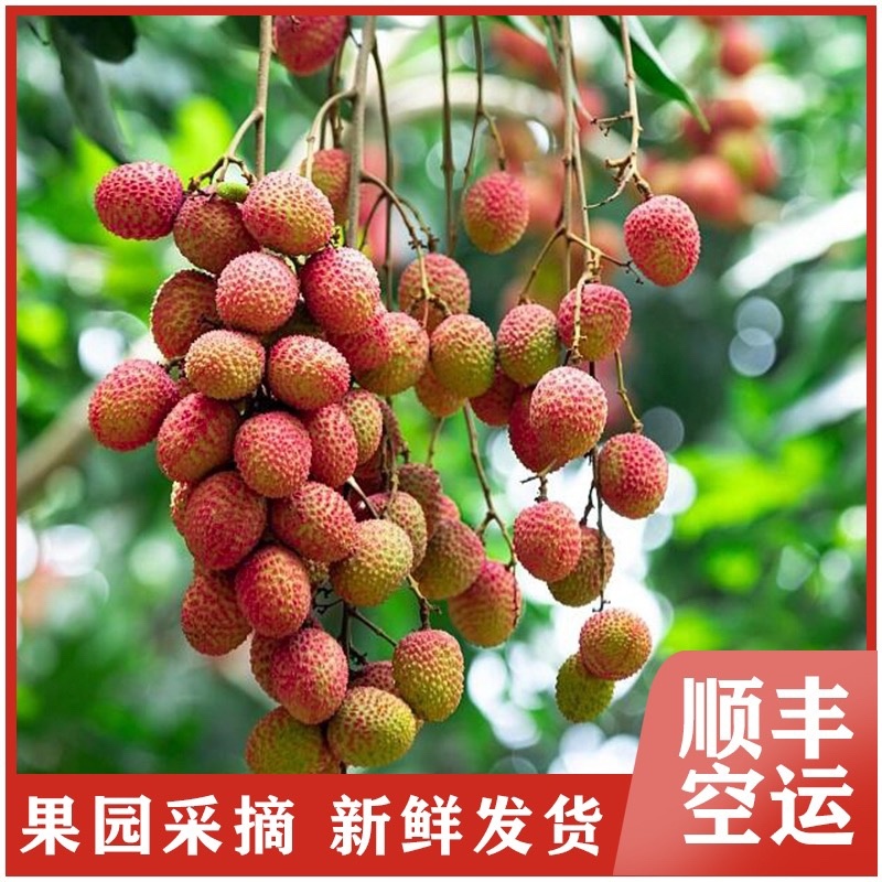 海南妃子笑荔枝