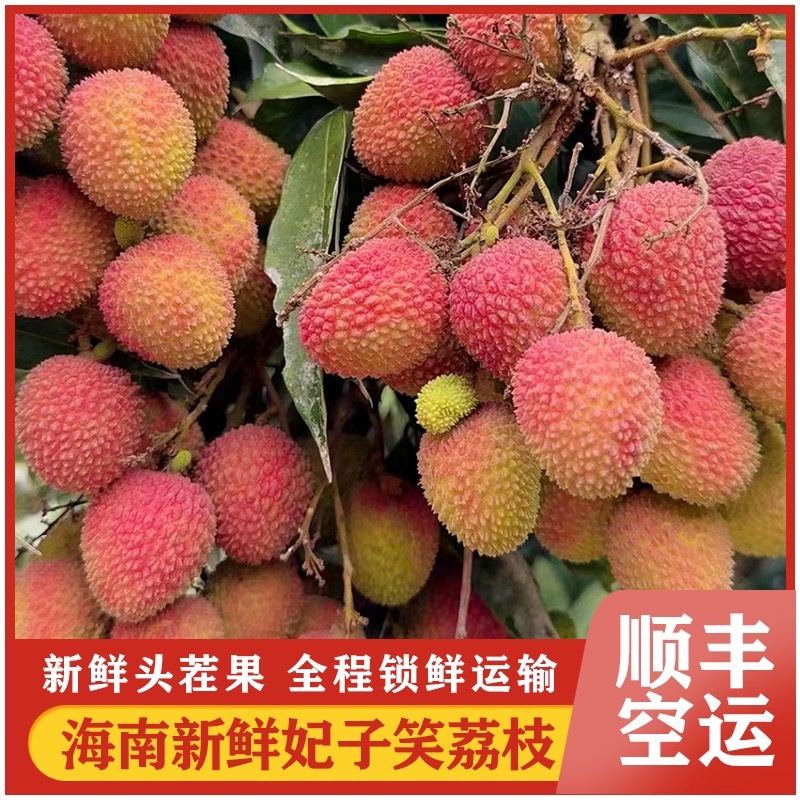海南妃子笑荔枝