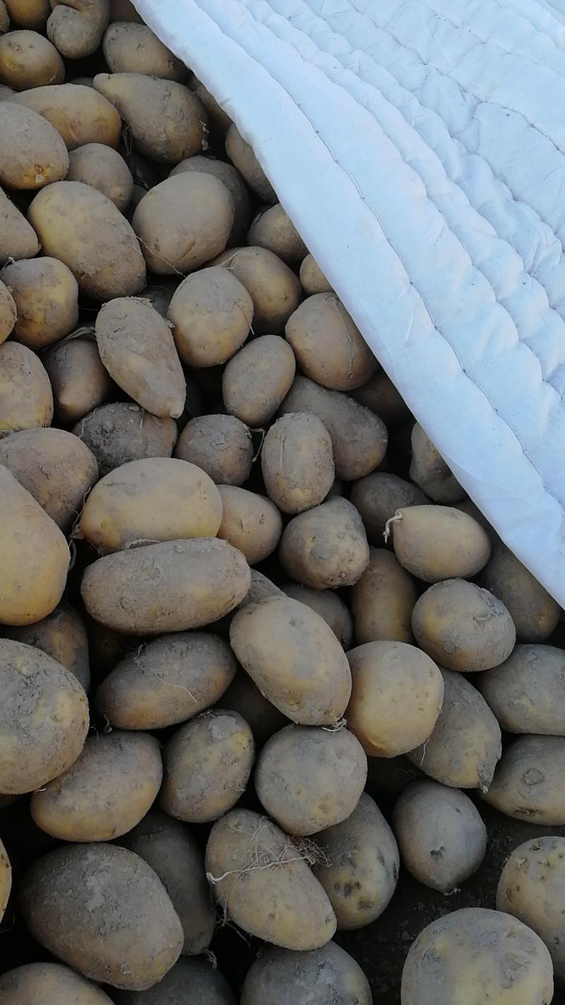 三两起陇薯7号，高山种植，昼夜温差大，耐储存，口感面沙