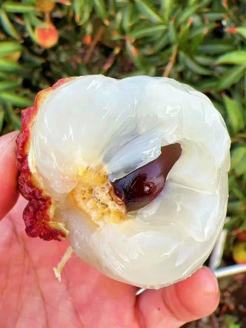 海南火山岩荔枝王
