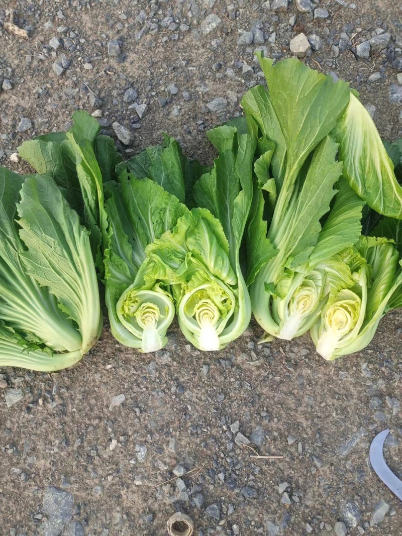 大棚+露天宽叶青菜，包心芥菜，小叶青菜大量持续供应